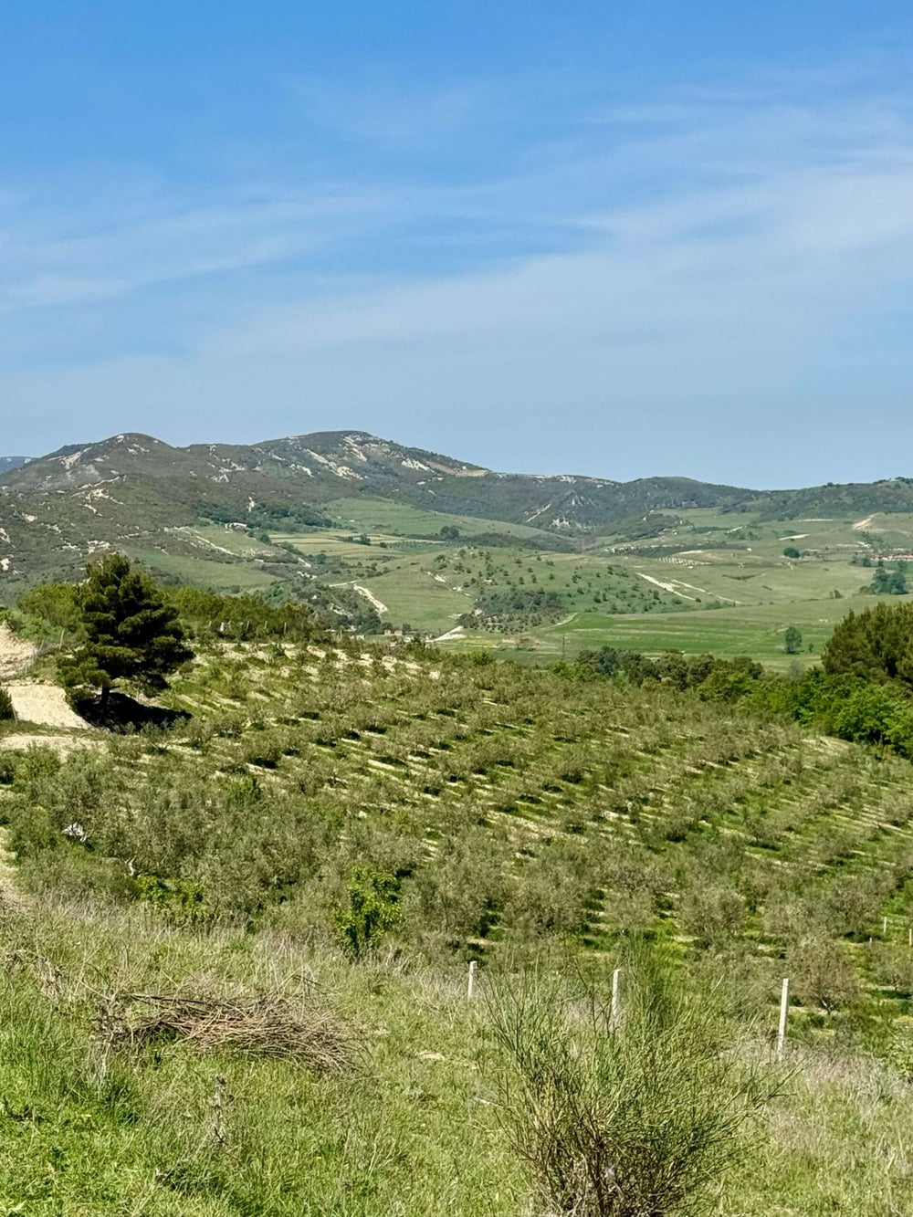 The Murataj family olive grove in the hills of Kotë, southern Albania