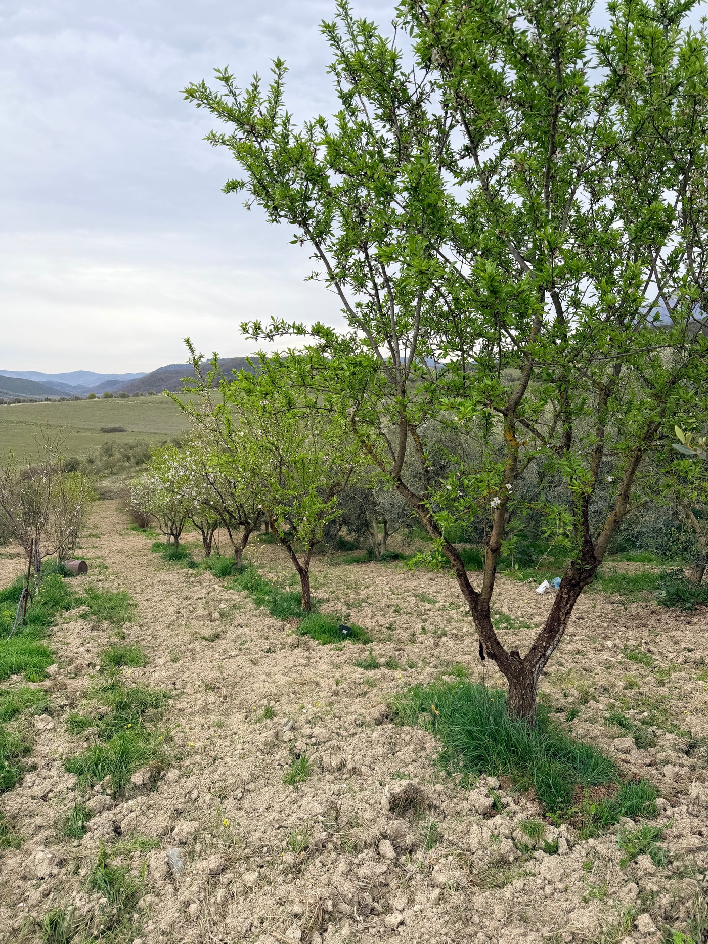 Row of almond trees