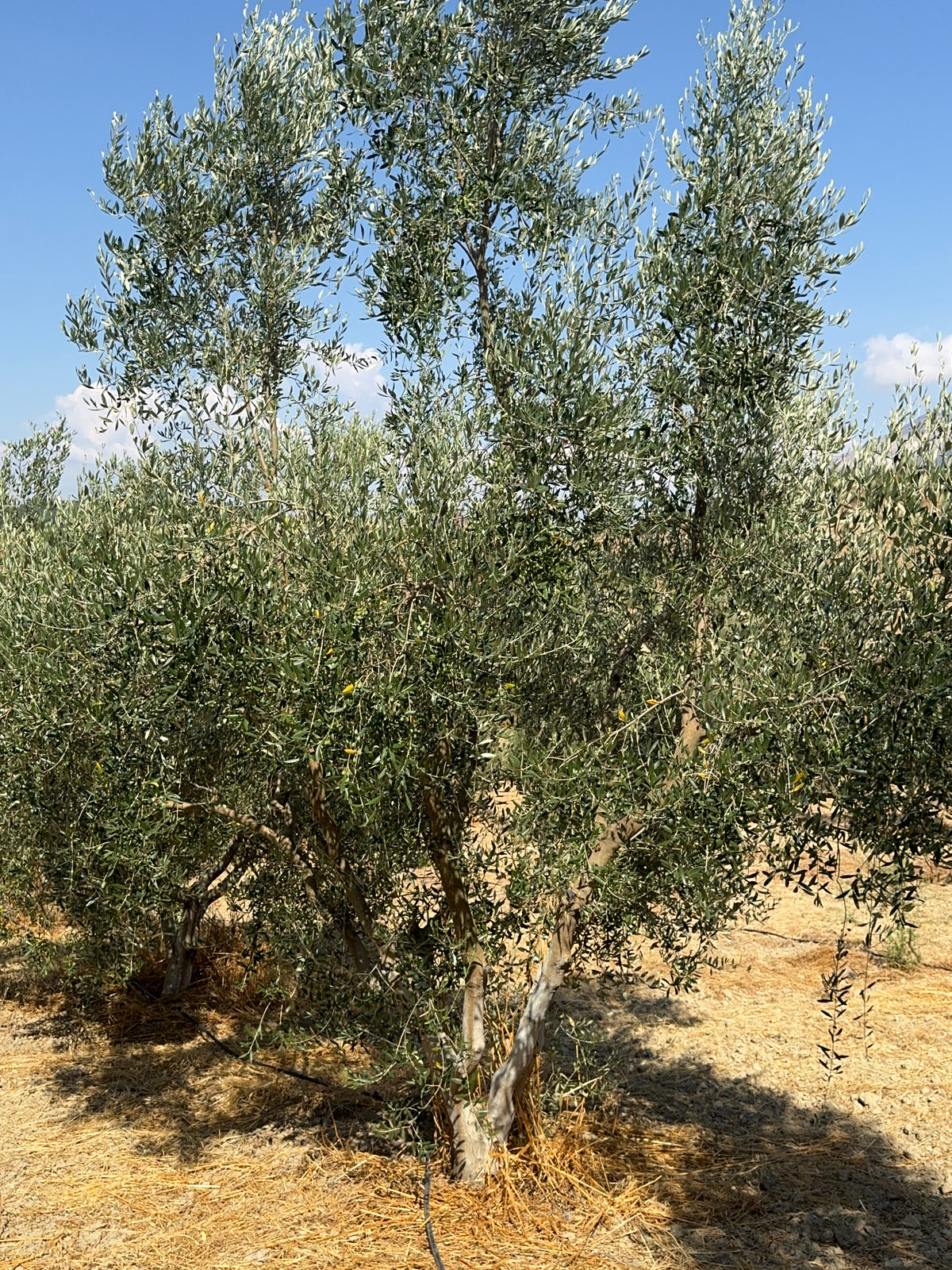 One of the oldest olive trees on the estate