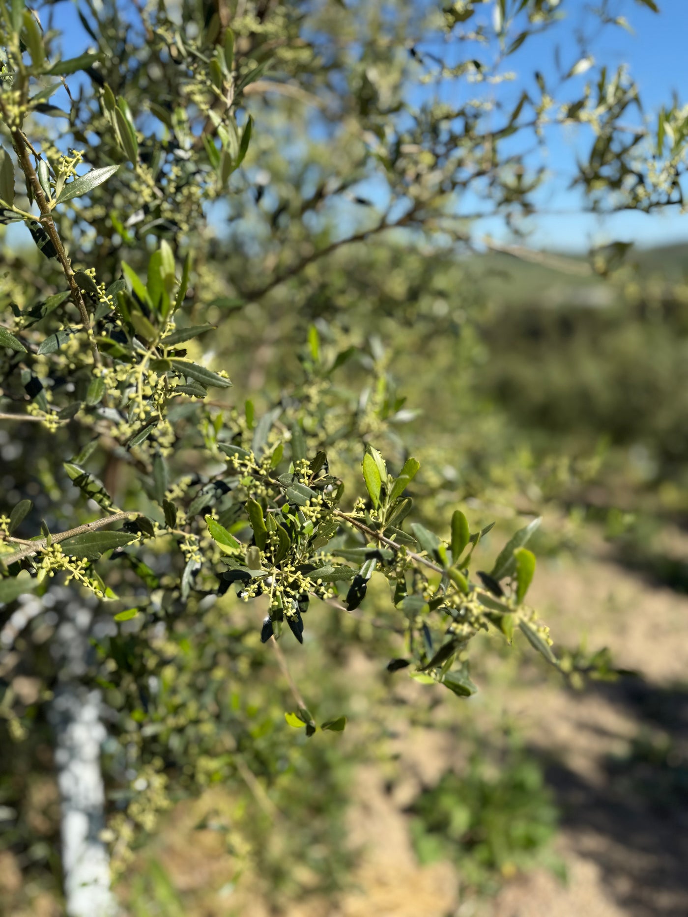 Olive trees flowering