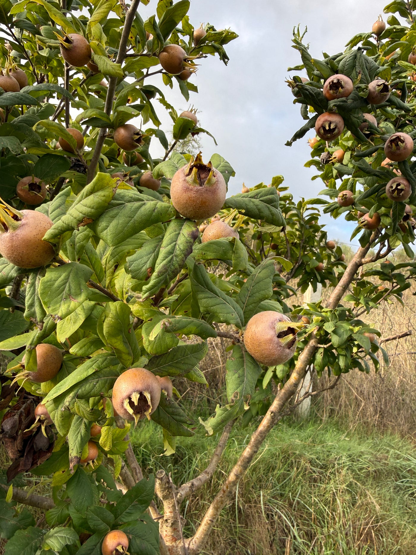 Natural medlars (mushmolla)