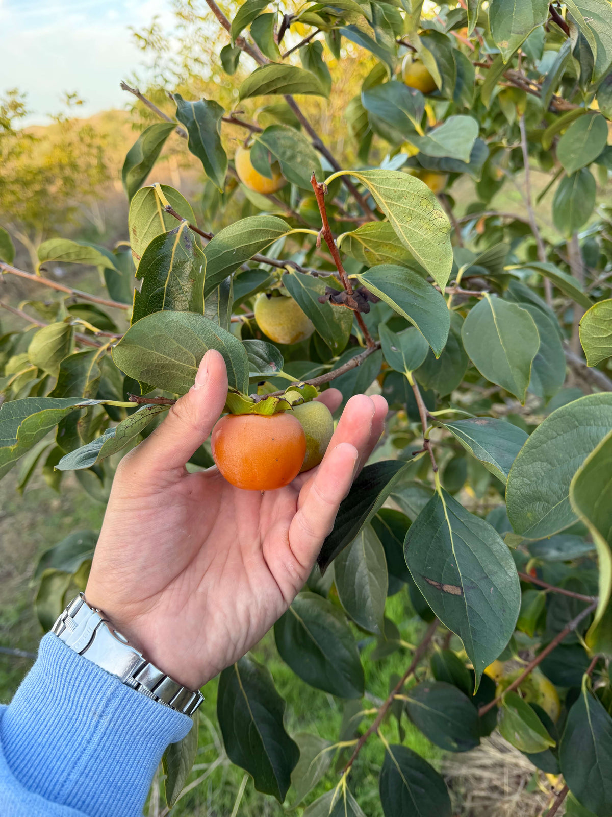 Natural persimmons