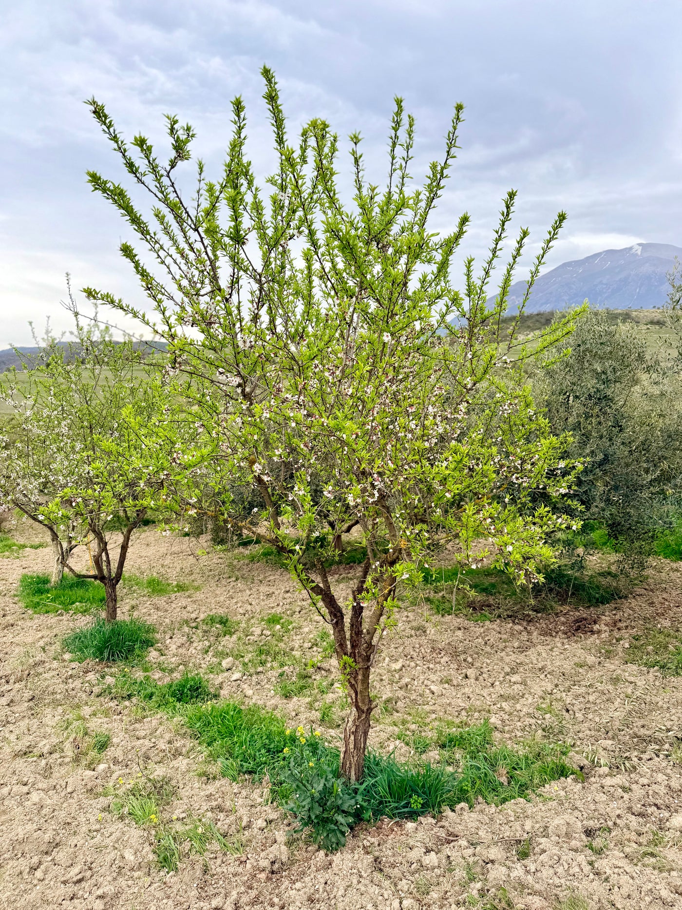 A young flowering tree with green leaves and small white blossoms stands in a dry orchard or field, with other trees, shrubs, and distant mountains under a cloudy sky in the background.