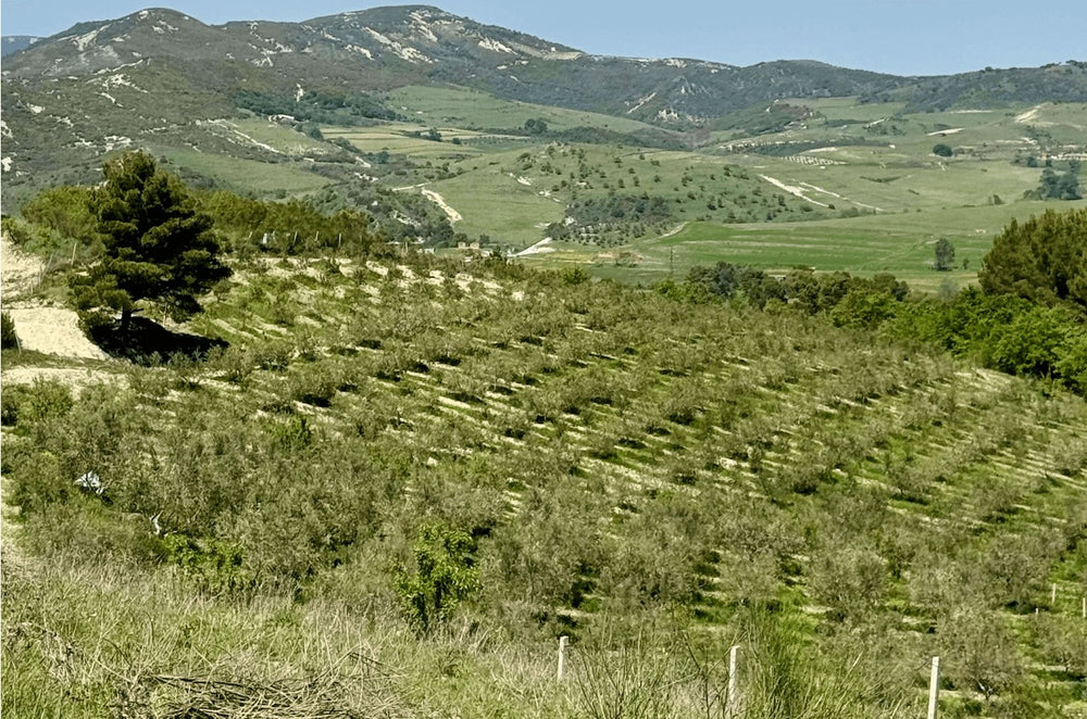 Rows of olive trees on the Murataj estate hillside above Kotë, Albania, with mountains beyond